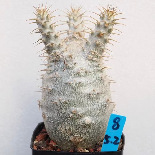 Dia 2cm rare cacti plant - dia,