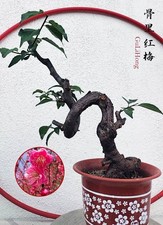 Rare Red GuLiHong Japanese