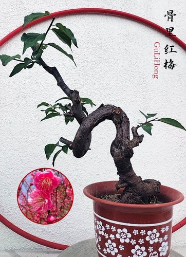 Rare red gulihong japanese - red,