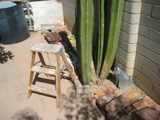 Vintage Wooden Wooden Step Ladder Stand Stool Barn Country Shabby Art Decor USA