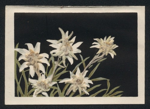 Carte postale fleurs - de,
