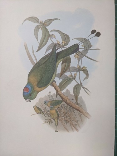 1969 oiseau imprimé pourpre - 1969,