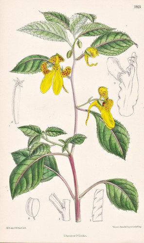 Impatiens falcifer himalaya - impatiens,