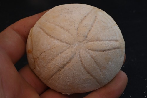 Oursin fossile echinocorys - oursin,