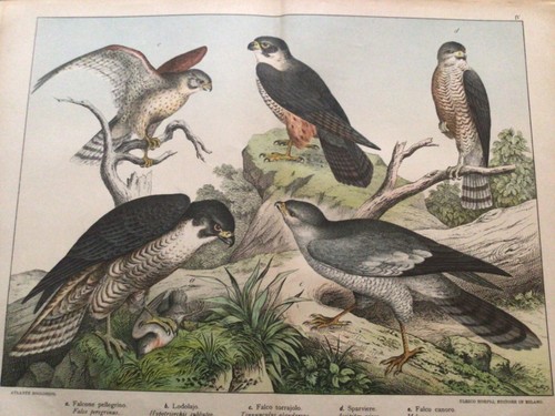 Gravure histoire naturelle xix - gravure,