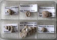 Lot  6 fossiles (Crabe