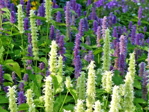 Graines agastache mexicana - 50,