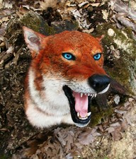 Taxidermie trophée reconsitution loup d'Abyssinie