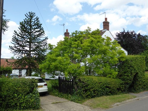 Photo araucaria araucana - photo, a2