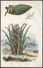 1833 Gravure aquarellée