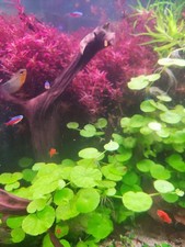 lot plantes 5 hydrocotyle leucocephala