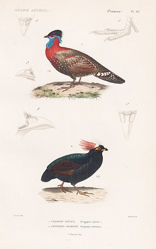 Tragopan satyra satyrtragopan - tragopan,