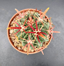 Ferocactus Latispinus Ø 10cm
