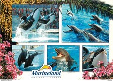Animaux - Marineland Antibes - Multivues - Orque - Dauphins - Dolphins - Zoo Mar