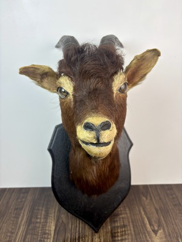 Taxidermie chèvre trophée - taxidermie, .