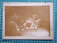 BP01 photo circa 1890 animaux