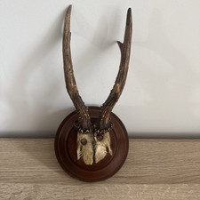 Cabinet de curiosité trophée chevreuil bois massacre vintage corne Trophy