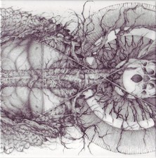 Essenz (2) Mundus Numen - CD