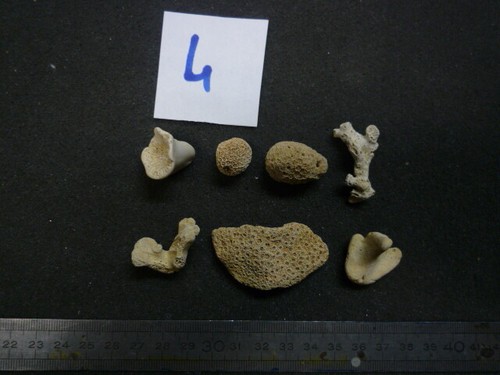 Coraux corail lot n 04 - -,
