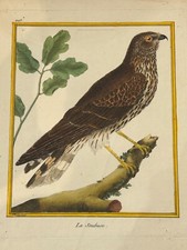 OISEAUX RAPACE  "La Soubuse" – Buffon & Martinet – 1770