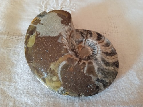 Belle ammonite fossile 200 - belle,