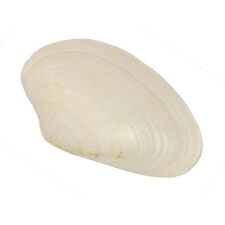 Coquillage costacallista