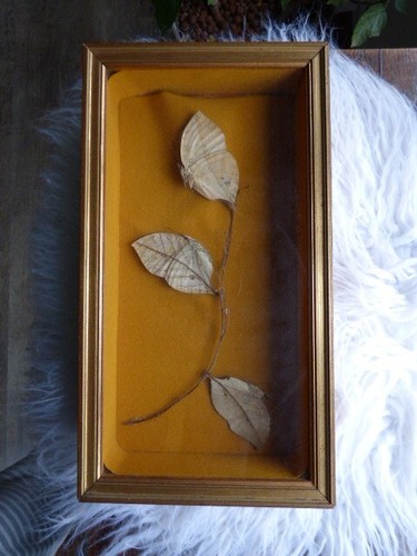 Papillons feuilles encadrés