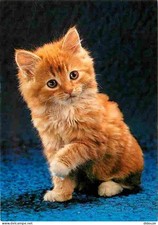 Animaux - Chats - Chatons -