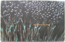 HARRY BERTOIA  - Grand Carton d invitation - 2014