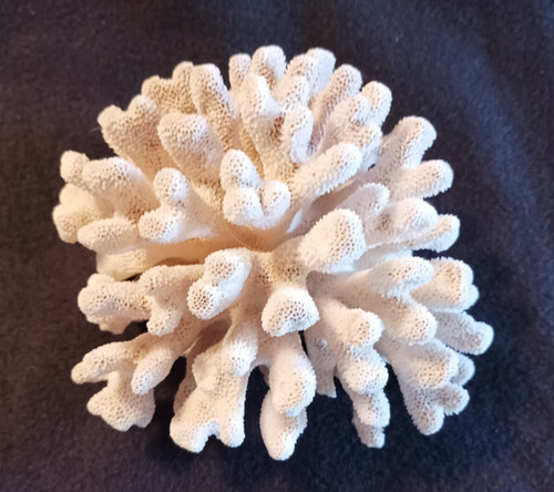 Corail blanc 520 gr - -520, gr-