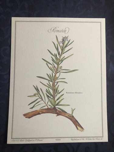 Planche botanique romarin - planche,