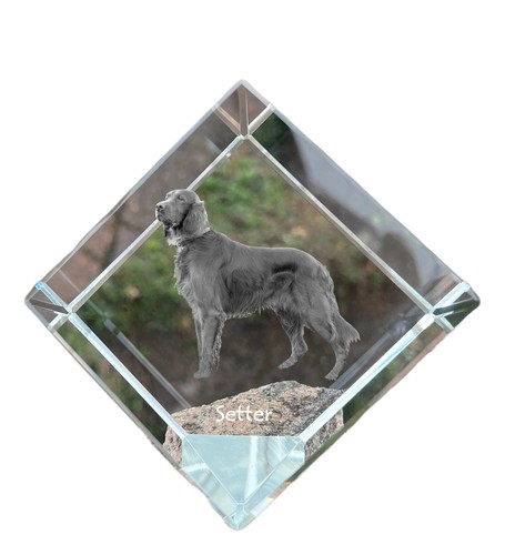 English setter anglais - setter,anglais,