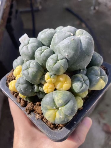 Multi heads cactus succulent - multi,