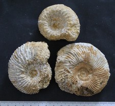 Ammonites Bajocien Normandie