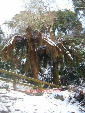 Photo dicksonia antarctica - photo,