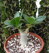 ADENIUM ARABICUM  cactus