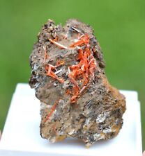 Crocoïte 32 grammes - Dundas mineral field, Zeehan District, Tasmanie Australie