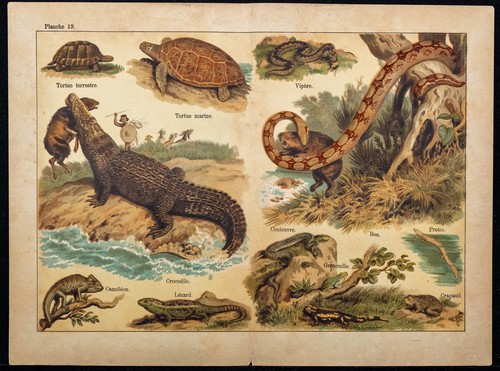 1890ca crocodile tortue - 1890ca, crocodile,