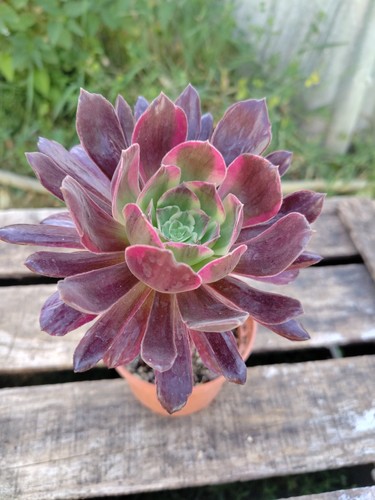 Aeonium eden big lovely - "eden",