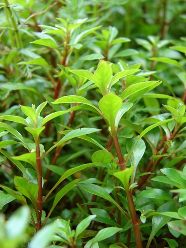 Rare ludwigia verte tiges - ,