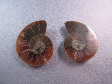 Pair of Madagascar Ammonite
