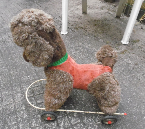 Lbc ancien chien caniche - chien,