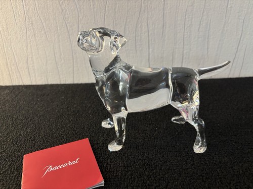Chien labrador clair - , en