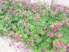 Lot de 4 Rhizomes racines GERANIUM Sauvage couvre sol de MON JARDIN !