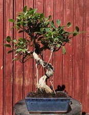 BONSAÏ FICUS RETUSA  FICUS TAÏWANAIS 8ANS RACINES AÉRIENNES H36CM