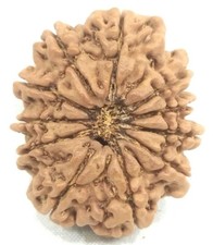 Super Collection 11 Mukhi