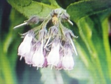 25 Graines de Consoude Officinale  NON traitées ENGRAIS BIO