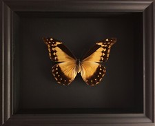 Rare Papillon Collector Morpho