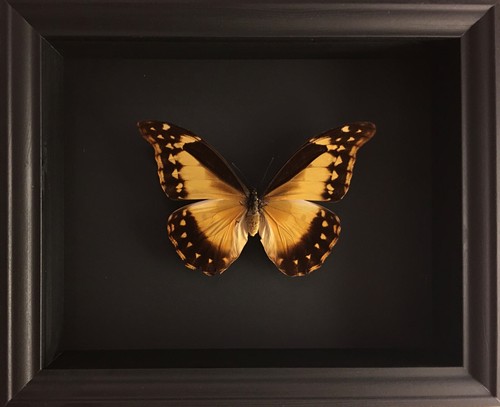 Rare papillon collector morpho - rare,