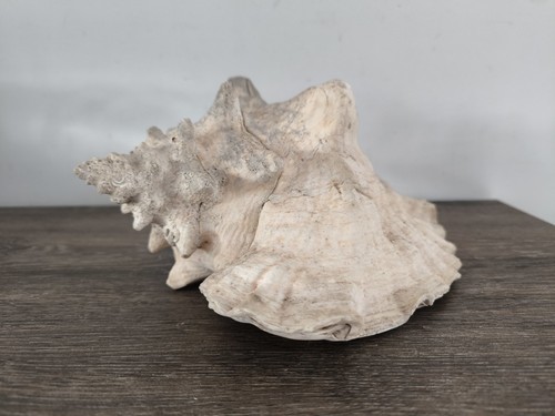 Gros coquillage poids - gros, 1876